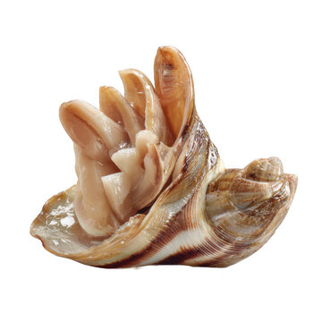 Geoduck clam displaying its sweet tender flesh on a neutral background, professional food photography, close-up view highlighting the texture and color of the seafood.[Transparent Background PNG].