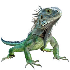 Fototapeta premium A green iguana with intricate scales and a prominent crest. poised in a dynamic stance against a plain white background. its natural beauty and reptilian features
