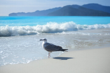 Landscape of a bird and a beautiful sea
