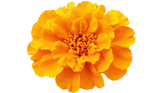 A marigold flower in full bloom. its rich golden-yellow petals and intricate center. set against a soft white background. perfect for floral design or gardening themes