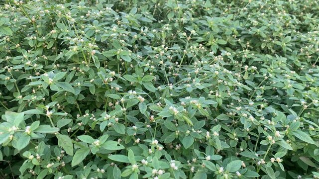 Dense field of wild green plants with small white blossoms under natural daylight, representing lush growth and rural nature scenery.