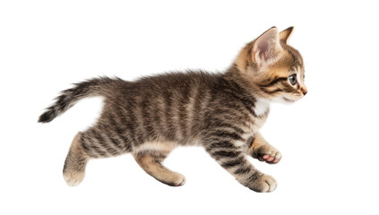 Obraz premium A playful tabby kitten trots gracefully across a bright white background. capturing the joy of youth and curiosity. ideal for pet-themed projects and advertising