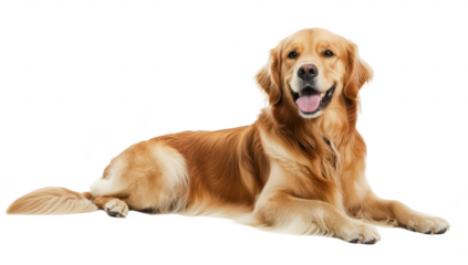 A cheerful golden retriever lying gracefully on a white background. its friendly demeanor. ideal for pet-related content or advertisements