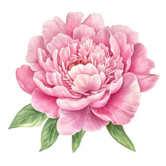 A pink peony flower with lush green leaves. beautifully illustrated against a clean white background. ideal for botanical art. greeting cards. or floral-themed designs