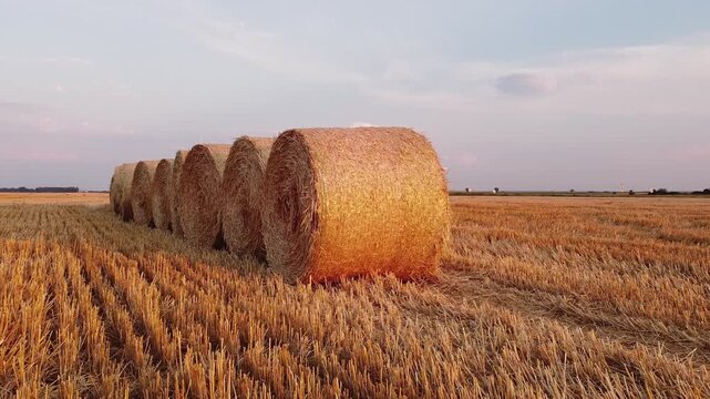 straw bales in field