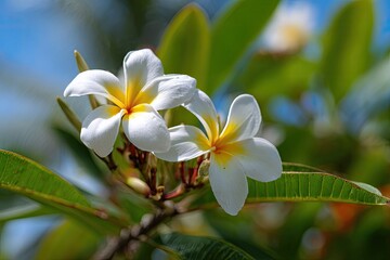 Fototapeta premium Two plumeria blossoms, white with yellow centers, vibrant green leaves