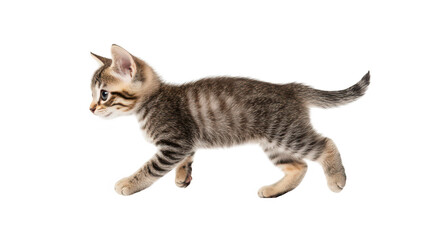 Obraz premium A playful tabby kitten gracefully trots across a clean white background. its lively spirit and curiosity. perfect for pet-related content and animal lovers