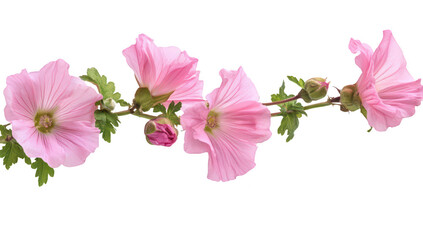A delicate branch of pink hollyhock flowers with petals and green leaves. elegantly arranged against a white background. perfect for nature-themed projects and floral designs