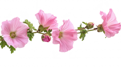 A delicate branch of pink hollyhock flowers with petals and green leaves. elegantly arranged against a white background. perfect for nature-themed projects and floral designs