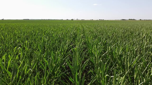 green corn field in summer