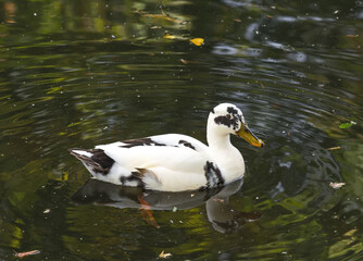 Magpie Duck (Altrheiner Elsterente),on Pond in lower Rhine region,Germany