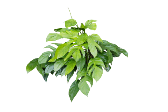 Philodendron plant grow in rain forest, transparency background