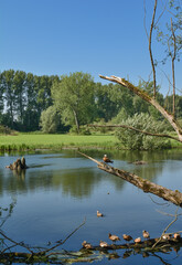 Flock of Ruddy Shelduck resp.Tadorna ferruginea,Pond in the region of Lower Rhine,Germany