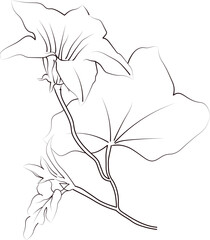 Birth flower vector illustration, beautiful ivy flower wall decor, hand-drawn coloring pages, ivy flower drawing of artistic calla flower engraved ink art