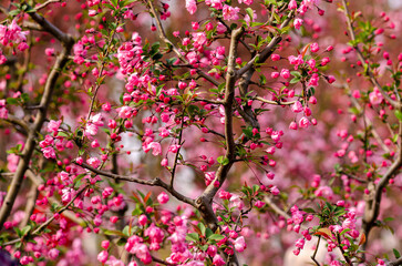 Cherry blossom sakura flowers at Ueno park,located in Tokyo city of Japan