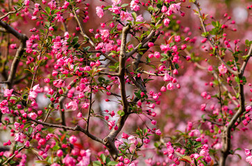 Cherry blossom sakura flowers at Ueno park,located in Tokyo city of Japan
