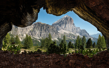 View of Mountains through a Tree Trunk 