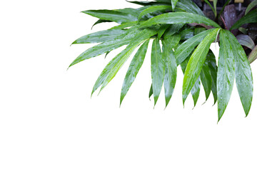 Obraz premium Lush Green Foliage: Nature’s Beauty