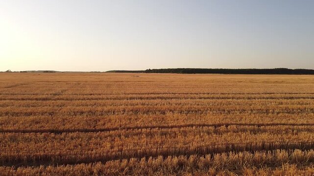 wheat field after harvest