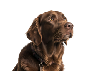 Close-up portrait of a chocolate Labrador Retriever, looking upward with captivating brown eyes against a dark backdrop.