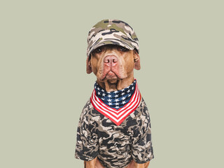 Cute dog, American Flag and military shirt. Closeup, indoors. Studio shot. Congratulations for family, loved ones, relatives, friends and colleagues. Pets care concept