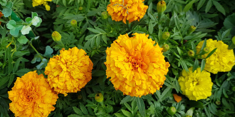 yellow orange chrysanthemum flowers - marigold - bathukamma flowers - festival of flowers