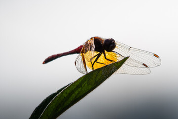 dragonfly on a leaf
