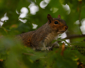 Squirrel perched on a tree branch surrounded by green leaves, alert and curious in a sunlit woodland setting
