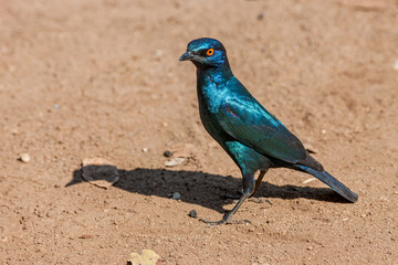 South Africa, Kruger National Park, Cape glossy Starling (Lamprotornis nitens)