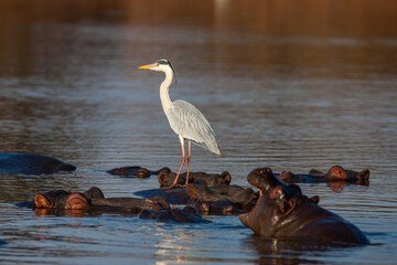 South Africa, Kruger National Park, Grey Heron (Ardea cinerea) on Hippo