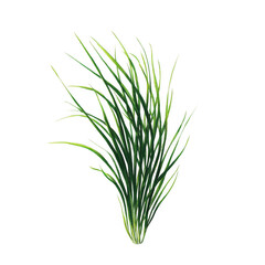 Fototapeta premium Isolated Blade of Grass, A Study in Minimalist Greenery with Detailed Texture and Simple Elegance, Perfect for Nature Illustration and Isolated Plant Life Concepts [Transparent Background PNG].