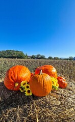 Vibrant Orange Pumpkins Surrounded By Sunflowers Against Clear Blue Sky