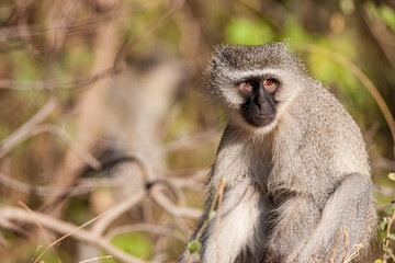 South Africa, Kruger National Park, Vervet Monkey (Chlorocebus pygerythrus)