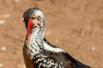 South Africa, Kruger National Park, Red-billed Hornbill (Tockus erythrorhynchus)