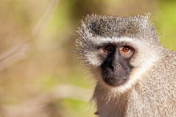South Africa, Kruger National Park, Vervet Monkey (Chlorocebus pygerythrus)