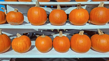 Vibrant Orange Pumpkins Stacked on Rustic Wooden Shelves Autumn Harvest Display
