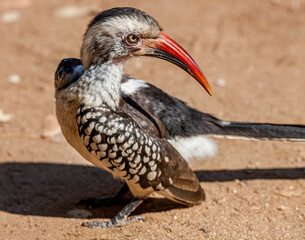South Africa, Kruger National Park, Red-billed Hornbill (Tockus erythrorhynchus)