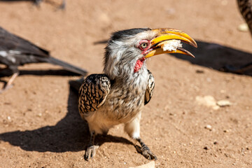 South Africa, Kruger National Park, Southern Yellow-billed Hornbill (Tockus leucomelas)