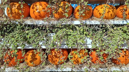 Vibrant Pumpkins Lush Greenery Natural Harvest Display Autumn