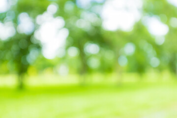 Obraz premium Blur defocused park garden tree in nature background,Defocused natural green tree background with sun beams.