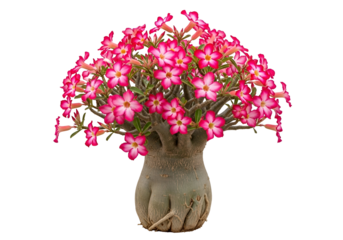 A vibrant desert rose tree, with numerous bright pink flowers, is presented against a striking black background.
