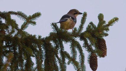 Eichelh&auml;her (Garrulus glandarius) sitzend auf Fichtenzweig mit Zapfen, farbenpr&auml;chtiger Rabenvogel Europas, detailreiche Wildlife-Aufnahme in freier Natur