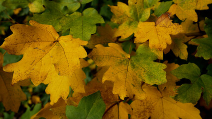 Fototapeta premium Yellow and green maple leaves close-up. Autumn foliage background. Golden autumn seasonal nature concept.