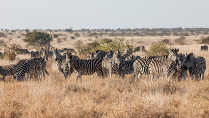 South Africa, Kruger National Park, Burchell's Zebra (Equus quagga burchellii) © Luigi