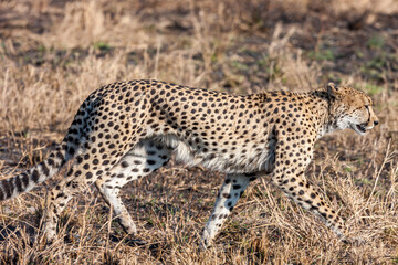 South Africa, Kruger National Park, Cheetah (Acinonyx jubatus)