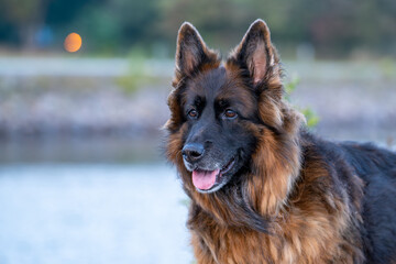 German Shepherd dog portrait outdoors with blurred water background
