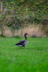 Greylag goose walking on green grass in natural meadow, side profile close-up