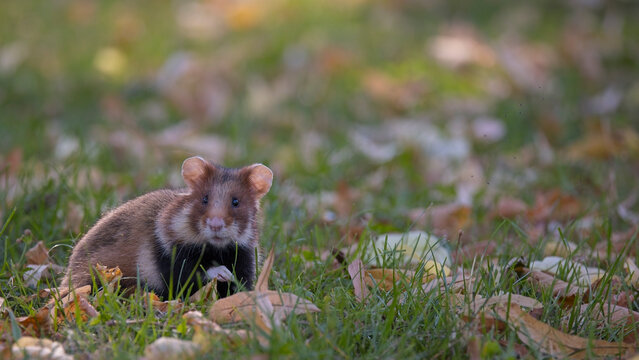 Feldhamster (Cricetus cricetus) auf Wiese mit Herbstlaub, seltenes und bedrohtes Wildtier Europas, detailreiche Wildlife-Aufnahme in nat&uuml;rlicher Umgebung, charmante Szene eines charismatischen Nagers