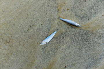 petits poissons échoués sur la plage à Saint-Malo
