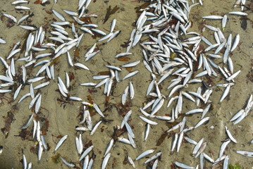 petits poissons échoués sur la plage à Saint-Malo